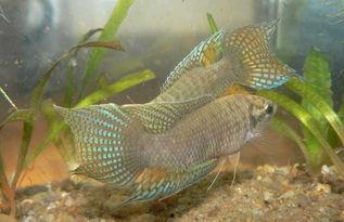 国产斗鱼怎么喂养的视频