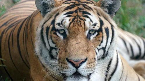 四虎国产短视频,揭秘国内短视频平台的魅力与挑战