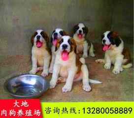 肉狗怎样打国产疫苗视频,视频详解操作步骤