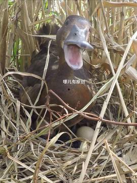 鸭子视频国产在线看,鸭子视频，带你领略国产影视魅力