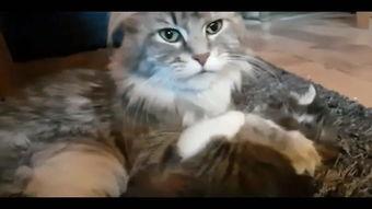 国产猫高清视频,萌态可掬，魅力四溢