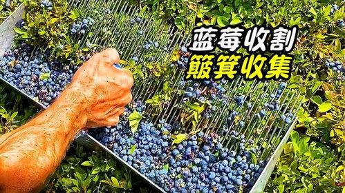 国产蓝莓收割全过程视频,从田间到餐桌的绿色之旅