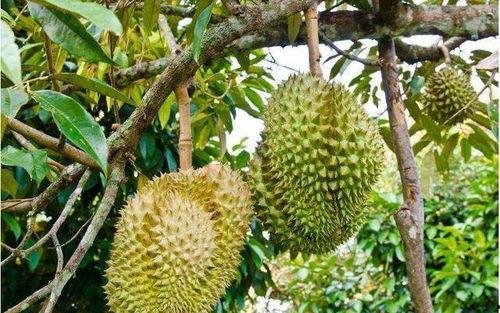 国产榴莲培育过程视频,国产榴莲培育技术革新之旅