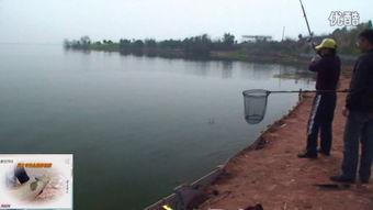 国产钓鱼机器大全视频,创新科技助力垂钓新体验