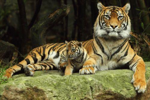 国产老虎吃人参视频大全,探寻神秘森林中的神奇现象