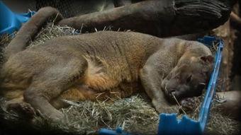 国产人与动物的视频