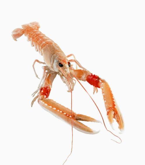 国产海螯虾测评视频