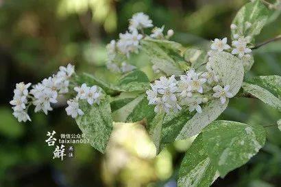 野草视频国产精品