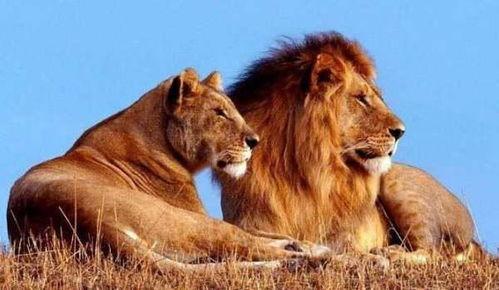 国产大狮子购买视频下载