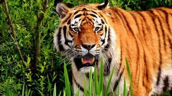 国产老虎皇虎在线视频