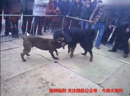 国产藏獒大战比特犬视频,国产神犬的巅峰之战